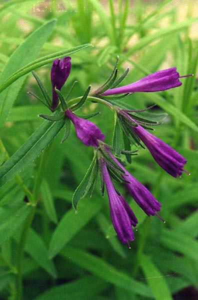 Moltkia doerfleri en fleurs sur des pentes rocailleuses ensoleillées des Balkans